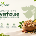 Why Gujarat Is India’s Powerhouse for Groundnut and Pulses Production
